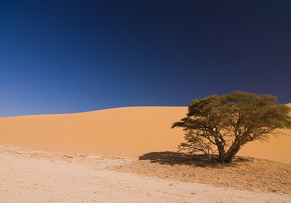 La Tassili N'Ajjer La Tassili N'Ajjer Le massif du Hoggar est entouré par un ensemble de plateaux de grès: les tassilis. Le plus connu et...
