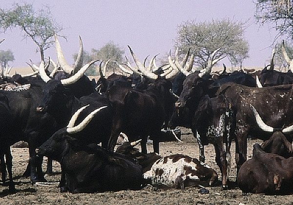 Nomades de l'Azawagh Nomades de l'Azawagh L'azawagh se situe dans le Sahel nigérien. Cette région est bordée au nord par le Hoggar, à l'ouest...
