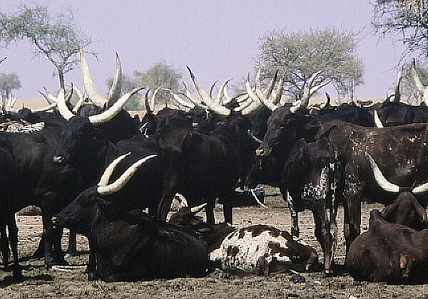 Nomades de l'Azawagh Nomades de l'Azawagh L'azawagh se situe dans le Sahel nigérien. Cette région est bordée au nord par le Hoggar, à l'ouest...