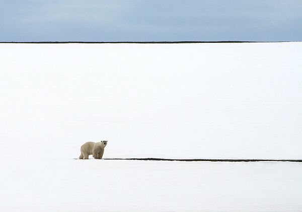 L'ours polaire