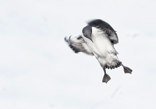 Oiseaux marins de l'arctique