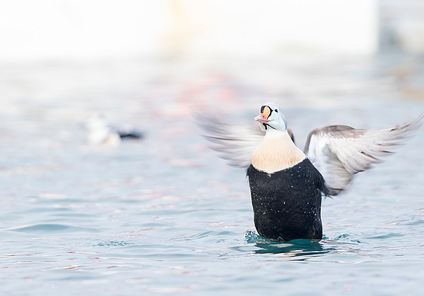Les eiders