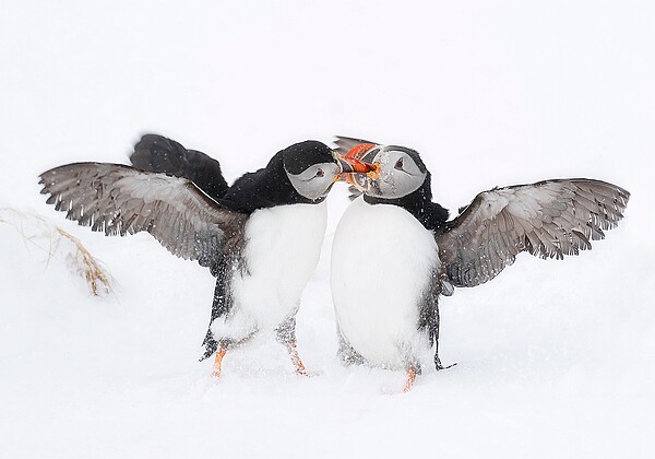 Puffin fight club